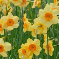 QFB Gardening Narcis Kedron | Jonquilla | Geel | Oranje | Narcissenbollen