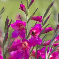 QFB Gardening Gladiool Communis ssp byzantinus | 10 stuks | Paars