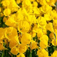 QFB Gardening Narcis Golden Bells | 10 stuks | Geel | Narcissenbollen