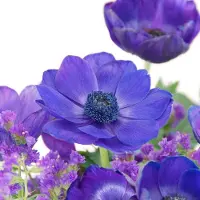 QFB Gardening Anemone Mr. Fokker | 25 stuks | Blauw | verwilderend