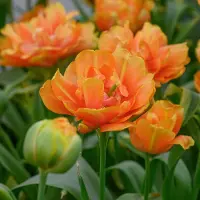 QFB Gardening Tulp Le Lavandou | 10 stuks | Dubbel laat | Oranje | Tulpenbollen