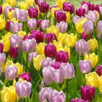 QFB Gardening Bloembollen Mix Tulpen Prince of Love | Meerkleurig | Voordeelverpakking