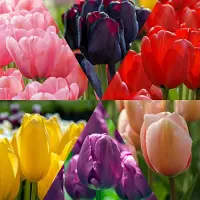 QFB Gardening Bloembollen Mix Tulpen Flower Classics | 60 stuks | Darwinhybride | Enkel laat
