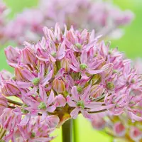 QFB Gardening Allium Pink Jewel | 3 stuks | 3 stuks | Roze | Sierui Bollen