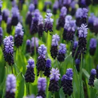 QFB Gardening Blauw druifje latifolium | 25 stuks | Blauw | Muscari bollen