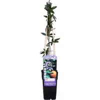 Hello Plants Passiflora Caerulea Passiebloem - Klimplant - Ø 15 cm - Hoogte: 65 cm