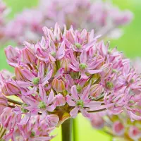 QFB Gardening Allium Pink Jewel | 3 stuks | 9 stuks | Roze | Sierui Bollen