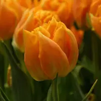 QFB Gardening Tulp Orca | 10 stuks | Dubbel vroeg | Oranje | Tulpenbollen