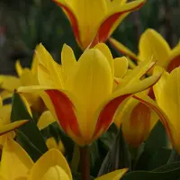 QFB Gardening Tulp Giuseppe Verdi | 10 stuks | Kaufmanniana | Geel | Rood