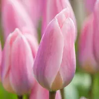 QFB Gardening Tulp Light and Dreamy | 10 stuks | Darwinhybride | Roze
