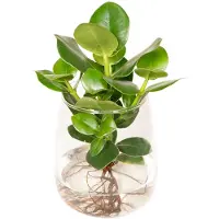 Hello Plants Clusia in Kingston Glas - Ø 12 cm - Hoogte: 30 cm
