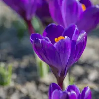 QFB Gardening Krokus Flower Record | 25 stuks | Paars | Krokusbollen