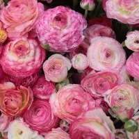 QFB Gardening Ranunculus picotee Pink | 10 stuks | Roze | Snijbloem
