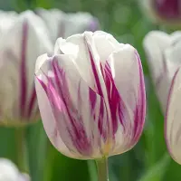 QFB Gardening Tulp Flaming Flag | 10 stuks | Wit | Paars | Tulpenbollen