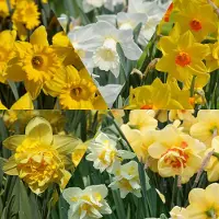 QFB Gardening Narcissen Pakket | 60 stuks | Geel | Meerkleurig | Wit