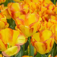 QFB Gardening Tulp Outbreak | 10 stuks | Geel | Tulpenbollen | Geschikt voor Pot