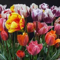 QFB Gardening Bloembollen Mix Rembrandt Tulpen tweekleurig | 150 stuks | Rembrandt |