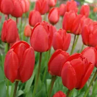 QFB Gardening Tulp Parade | 10 stuks | Darwinhybride | Rood | Tulpenbollen