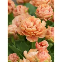 QFB Gardening Tulp Copper Image | 10 stuks | Dubbel laat | Oranje | Roze