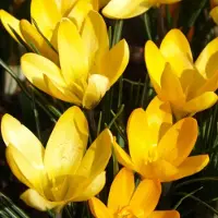 QFB Gardening Krokus Golden Yellow | 25 stuks | Geel | Krokusbollen