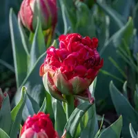QFB Gardening Tulp Ice Cream Strawberry | 10 stuks | Dubbel laat | Groen | Rood