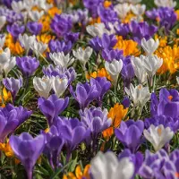 QFB Gardening Krocus vernus Mix | 75 stuks | Meerkleurig | Krokusbollen
