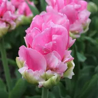 QFB Gardening Tulp Double Arosa | 10 stuks | Dubbel laat | Roze | Tulpenbollen