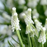 QFB Gardening Blauw druifje Siberian Tiger | 25 stuks | Wit | Muscari bollen