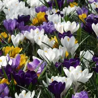 QFB Gardening Krokus chrysanthus mix | 25 stuks | Meerkleurig | Krokusbollen