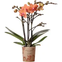 Everspring Kolibri Orchids | Oranje Phalaenopsis orchidee - Mineral Bolzano - potmaat Ø9cm | bloeiende kamerplant - vers van de kweker