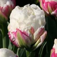 QFB Gardening Tulp Ice Cream | 10 stuks | Dubbel laat | Roze | Wit | Tulpenbollen