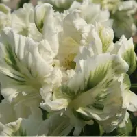 QFB Gardening Tulp Super Parrot | 10 stuks | Parkiet | Groen | Wit | Tulpenbollen