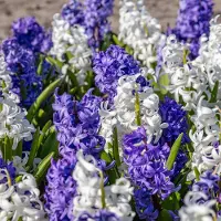 QFB Gardening Hyacint Blauw wit gemengd | 5 stuks | Blauw | Wit | Hyacintenbollen