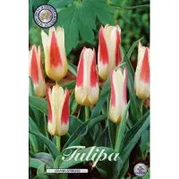 Dutch flower lady Johan strauss Kaufmannia Tulpenbollen 10 stuks Bolmaat 12+