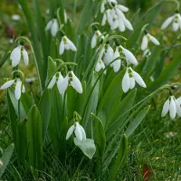 QFB Gardening Grootverpakking Sneeuwklokje - Galanthus -verwildering - meerjarig | 100 stuks |