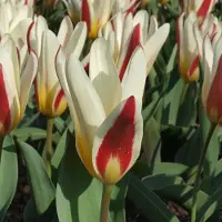 QFB Gardening Tulp The First | Kaufmanniana | Rood | Wit | Tulpenbollen
