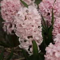QFB Gardening Hyacint apricot passion | 5 stuks | Roze | Hyacintenbollen