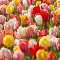 QFB Gardening Tulp Darwin Hybrid Mix | 10 stuks | Darwinhybride | Meerkleurig