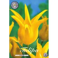 Dutch flower lady Schiedam Lilyflowering Tulpenbollen 10 stuks bolmaat 12+