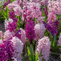 QFB Gardening Hyacint roze gemengd | 5 stuks | Roze | Hyacintenbollen