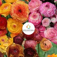 QFB Gardening Bloembollen Mix Ranonkel Picotee | 30 stuks | Meerkleurig