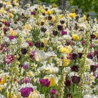 QFB Gardening Bloembollen Mix Everlasting Spring | Meerkleurig | Voordeelverpakking