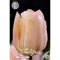 Dutch flower lady Apricot Foxx Triumph Tulpenbollen Bolmaat 12+ 10 Bloembollen