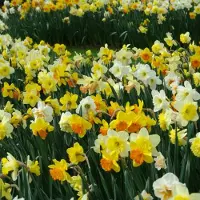 QFB Gardening Narcis grootbloemig gemengd | 60 stuks | Large cup | Meerkleurig