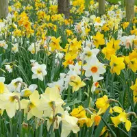QFB Gardening Bloembollen Mix Narcissen Grower's Pride | Meerkleurig | Voordeelverpakking