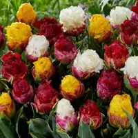 QFB Gardening Tulipa Ice cream Mix | 10 stuks | Dubbel laat | Geel | Roze | Rood | Wit