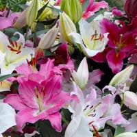QFB Gardening Lelie Oriental Mix | 5 stuks | Meerkleurig | verwilderend