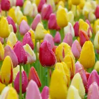 QFB Gardening Bloembollen Mix laat bloeiende Tulpen | 150 stuks | Enkel laat |