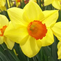 QFB Gardening Narcis Brackenhurst | Large cup | Geel | Oranje | Narcissenbollen