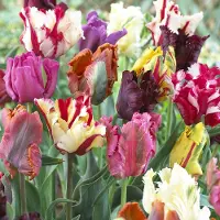 QFB Gardening Bloembollen Mix Parkiet Tulpen | Parkiet | Meerkleurig | Voordeelverpakking